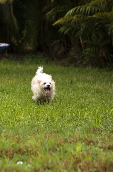 Glad Kör West Highland Terrier Hund Löper Genom Tropisk Trädgård — Stockfoto