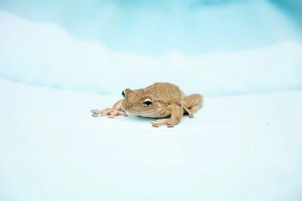 Cuban Tree Frog Osteopilus Septentrionalis Hangs Areca Palm Tropical Florida — Stock Photo, Image