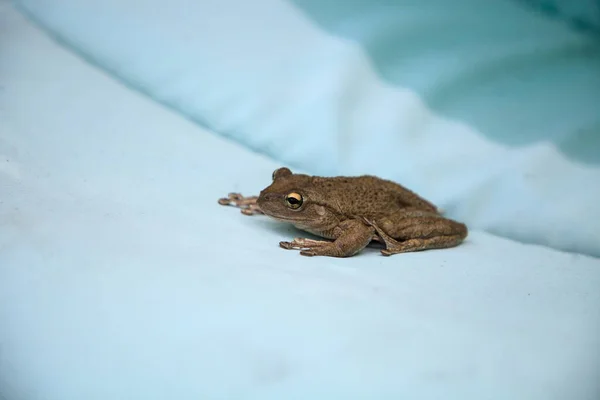 Perched Blue Cushion Cuban Tree Frog Osteopilus Septentrionalis Takes Rest — Stock Photo, Image