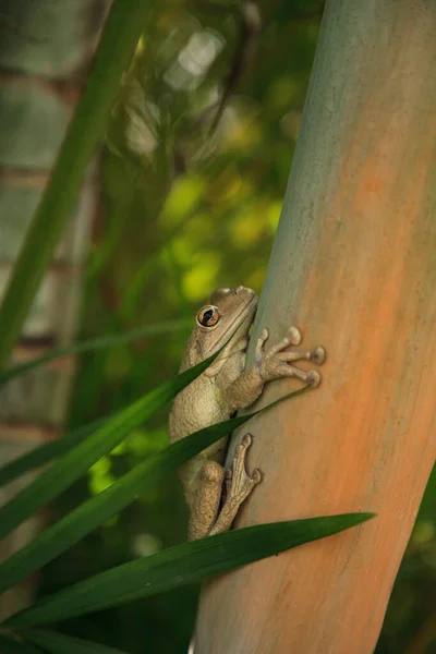 Frog Osteopilus Septentrionalis 플로리다의아 야자나무에 매달려 — 스톡 사진