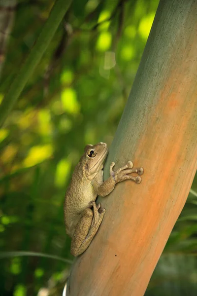 Rana Arbórea Cubana Osteopilus Septentrionalis Cuelga Una Palma Areca Florida — Foto de Stock