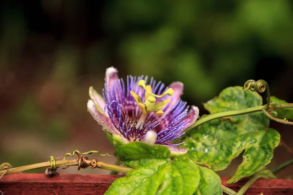 Mor Mavi Tutku Çiçeği Asması Passiflora Caerulea Çiçek Açtı Napoli — Stok fotoğraf