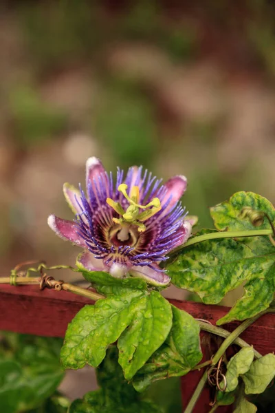 Fialová Modrá Vášeň Květina Vinná Rostlina Passiflora Caerulea Rozkvětu Neapoli — Stock fotografie