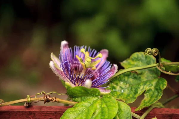 Flor Pasión Azul Púrpura Planta Vid Passiflora Caerulea Flor Jardín — Foto de Stock