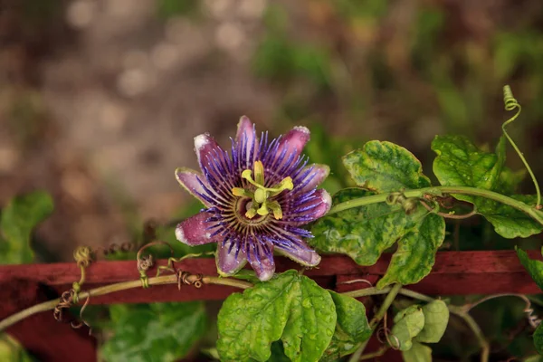 Fioletowy Niebieski Pasja Kwiat Winorośli Passiflora Caerulea Kwiecie Neapolu Floryda — Zdjęcie stockowe