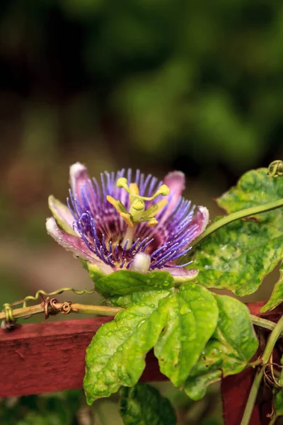 Purple blue passion flower vine plant Passiflora caerulea in bloom in a Naples, Florida tropical garden.