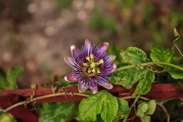 Fioletowy Niebieski Pasja Kwiat Winorośli Passiflora Caerulea Kwiecie Neapolu Floryda — Zdjęcie stockowe