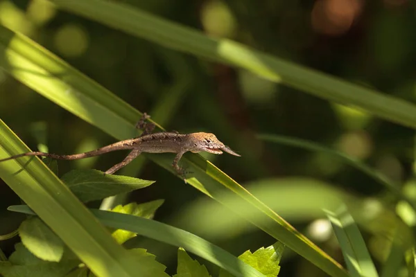 Anolis Sagrei Come Una Termita Madera Con Alas Naples Florida — Foto de Stock