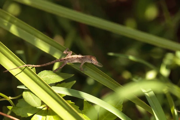 Cubaans Bruin Anool Anolis Sagrei Eet Een Houttermiet Met Vleugels — Stockfoto