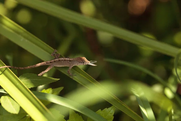 Кубинский Коричневый Анол Anolis Sagrei Ест Древесный Термит Крыльями Неаполе — стоковое фото