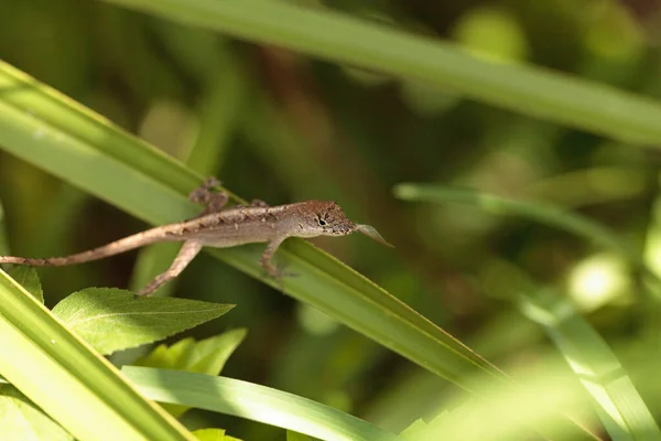 Anolis Sagrei Come Una Termita Madera Con Alas Naples Florida — Foto de Stock