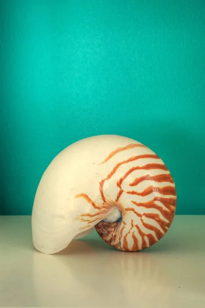 Nautilus Nautilus Pompilius Concha Contra Fundo Azul Aqua Verde Uma — Fotografia de Stock