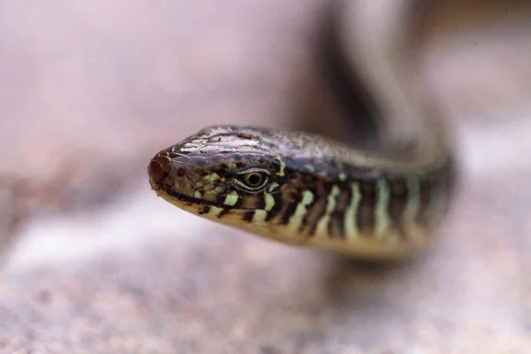 Lagarto Cristal Isla Ophisaurus Compressus Lagarto Sin Patas Que Encuentra —  Fotos de Stock