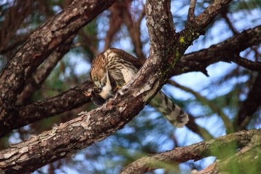 Kırmızı Kuyruklu Şahin Buteo Jamaicensis Napoli, Florida 'da bir çam ağacında mavi bir karga yiyor.