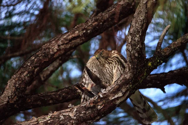 佛罗里达州那不勒斯市的一棵松树上 红尾鹰Buteo Jamaicensis正在吃着一只蓝色的山核桃 — 图库照片