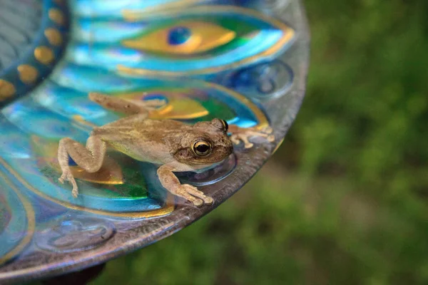 Swimming Peacock Purple Bird Bath Pinewoods Treefrog Hyla Femoralis — Stock Photo, Image