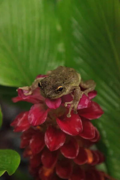 Perched Jewel Burma Ginger Flower Pinewoods Treefrog Hyla Femoralis Naples — Fotografia de Stock