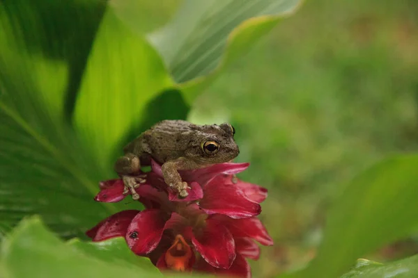 Auf Einem Juwel Aus Birma Ingwerblüte Thront Ein Kiefernbaum Hyla — Stockfoto