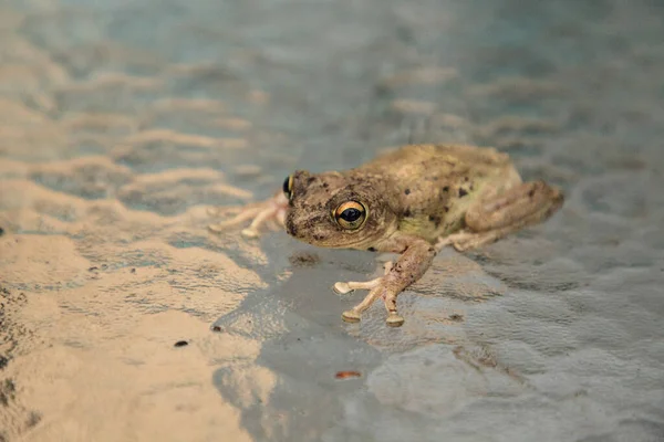 Pinewoods Treefrog Hyla Femoralis Sitzt Auf Einem Glastisch Naples Florida — Stockfoto