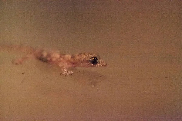 Baby Tropical House Gecko Hemidactylus Mabouia Napoli Florida Bir Pencereye — Stok fotoğraf