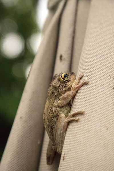 Umbrella Pinewoods Treefrog Hyla Femoralis Clinging Edge — Stock Photo, Image