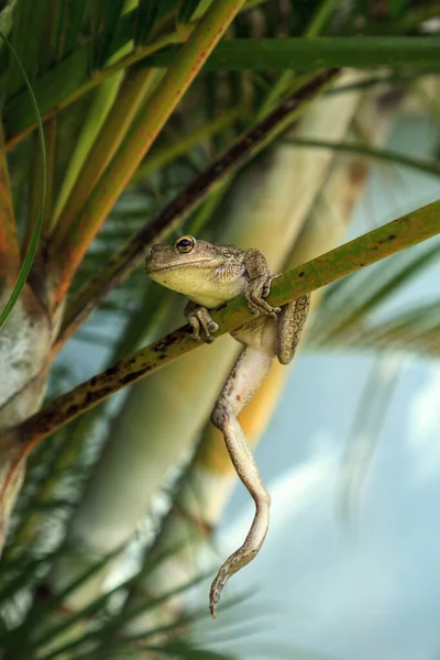 Der Kubanische Laubfrosch Osteopilus Septentrionalis Hängt Einer Areca Palme Tropischen — Stockfoto