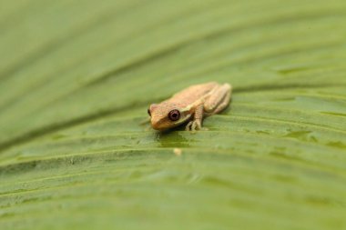 Baby pine woods tree frog Dryphophytes femoralis perched on a green ginger leaf in Naples, Florida. clipart