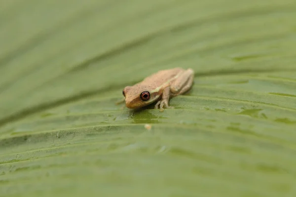 Baby Pine Woods Tree Frog Dryphophytes Femoralis Perched Green Ginger — Stock Photo, Image