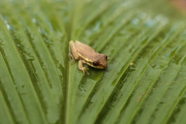 Baby Pine Woods Tree Frog Dryphophytes Femoralis Posado Sobre Una —  Fotos de Stock