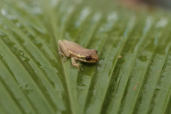 Boomkikker Dryphophytes Femoralis Een Groen Gemberblad Napels Florida — Stockfoto