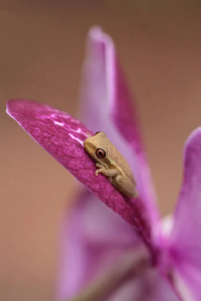 Zielone Dziecko Sosnowe Lasy Żaba Dryphophytes Femoralis Siedzący Orchidei Kwiat — Zdjęcie stockowe