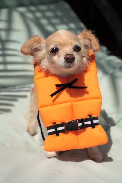 Lindo Perro Chihuahua Traje Halloween Chaleco Salvavidas Náutico Naranja Florida —  Fotos de Stock