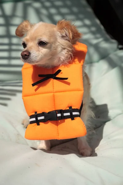 Lindo Perro Chihuahua Traje Halloween Chaleco Salvavidas Náutico Naranja Florida —  Fotos de Stock