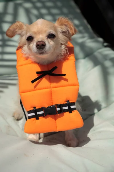 かわいいChihuahua犬でハロウィーンの衣装海洋オレンジライフベストでフロリダ州 — ストック写真