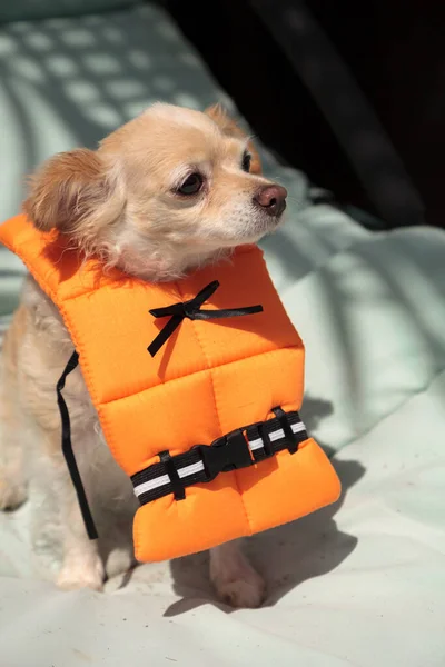 Lindo Perro Chihuahua Traje Halloween Chaleco Salvavidas Náutico Naranja Florida — Foto de Stock