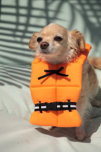 Милая Собака Чихуахуа Костюме Хэллоуин Морская Оранжевая Жилетка Флориде — стоковое фото