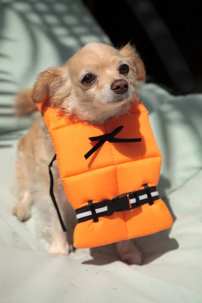 Chihuahua Mignon Chien Dans Costume Halloween Gilet Sauvetage Orange Nautique — Photo