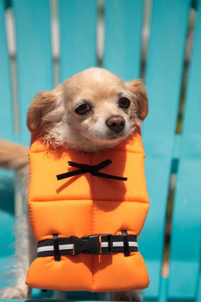 かわいいChihuahua犬でハロウィーンの衣装海洋オレンジライフベストでフロリダ州 — ストック写真