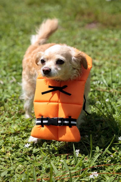 Cute Chihuahua Dog Halloween Clome Nautical Orange Life Vest Флориді — стокове фото