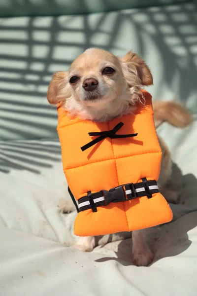 Cute Chihuahua Dog Halloween Costume Nautical Orange Life Vest Florida — Stock Photo, Image