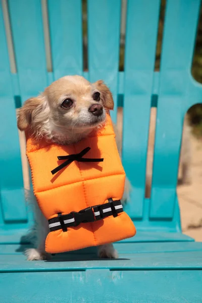Lindo Perro Chihuahua Traje Halloween Chaleco Salvavidas Náutico Naranja Florida — Foto de Stock