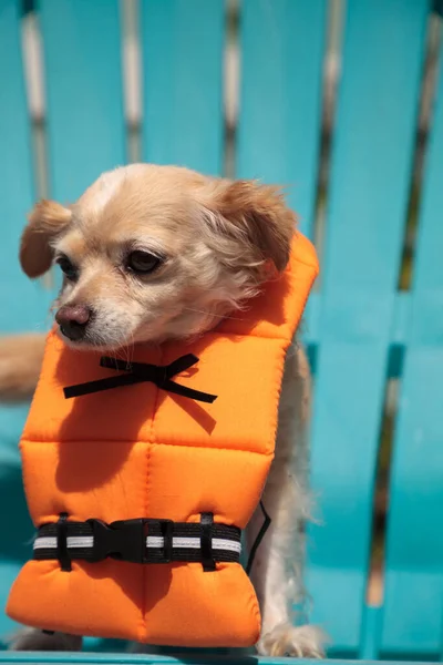 Cute Pies Chihuahua Halloween Kostium Żeglarski Pomarańczowy Kamizelka Życia Florydzie — Zdjęcie stockowe