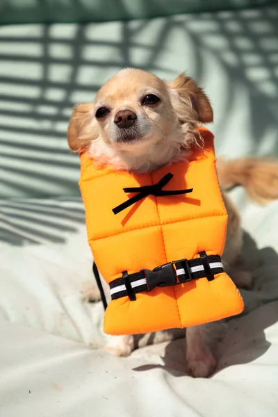 Lindo Perro Chihuahua Traje Halloween Chaleco Salvavidas Náutico Naranja Florida — Foto de Stock