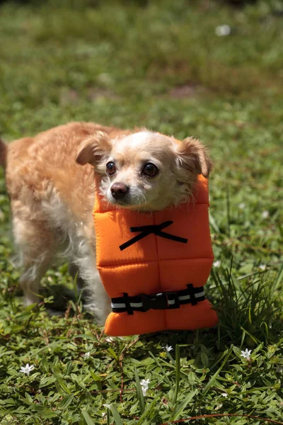 フロリダ州のハロウィーンの衣装の海洋オレンジの生活ベストで懸念Chihuahua犬 — ストック写真
