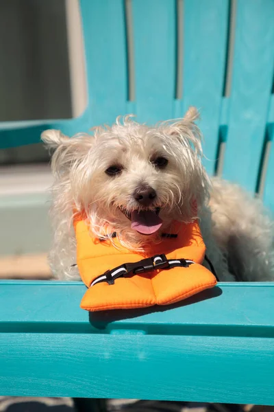 Uśmiechnięty West Highland Terrier Pies Kostium Halloween Żeglarski Pomarańczowy Kamizelka — Zdjęcie stockowe