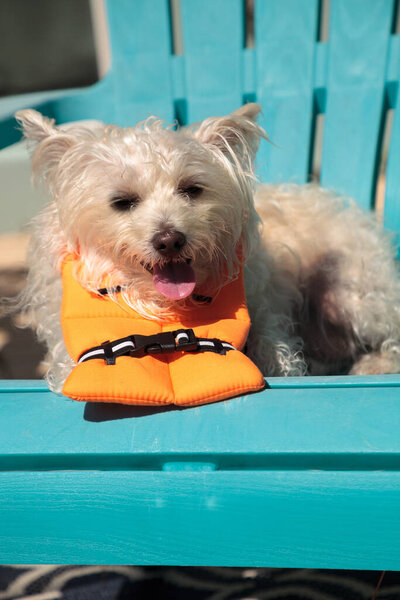 Улыбающаяся собака из Западного Хайленд-терьера в костюме мореходного оранжевого спасательного жилета во Флориде.