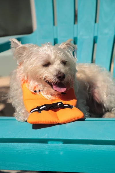 在佛罗里达州 身穿万圣节服装 身穿橙色救生衣的西高地猎狗在微笑 — 图库照片