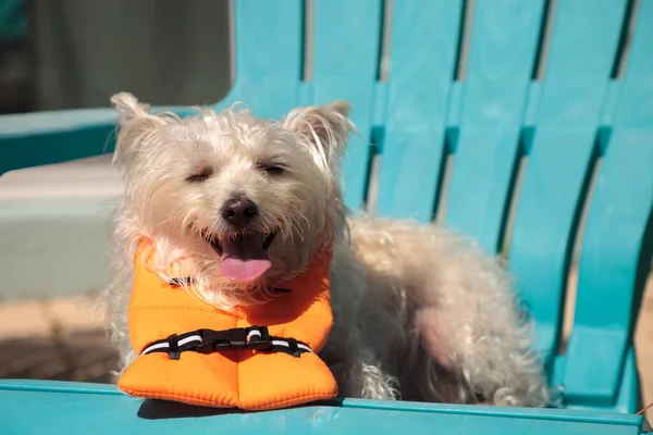 Uśmiechnięty West Highland Terrier Pies Kostium Halloween Żeglarski Pomarańczowy Kamizelka — Zdjęcie stockowe