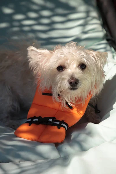 佛罗里达州 一只身穿万圣节服装 身穿橙色救生衣的毛茸茸的西高地猎狗 — 图库照片