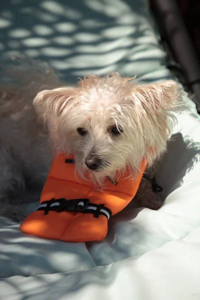 Scruffy West Highland Terrier Pies Halloween Kostium Morski Pomarańczowy Kamizelka — Zdjęcie stockowe